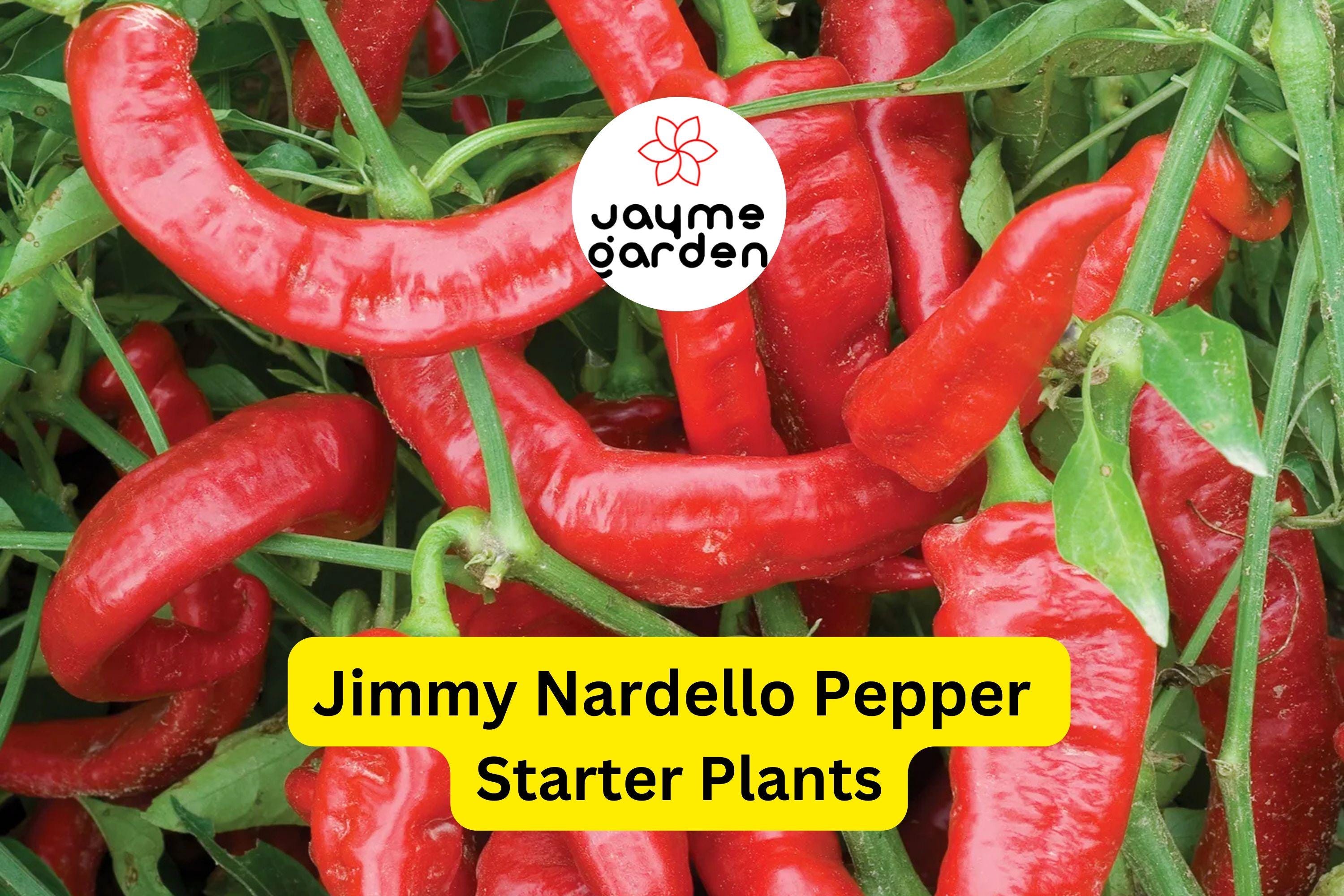 3 Jimmy Nardello Pepper Starter Plants - Sweet Italian Frying Pepper - High Yield for Cooking, Gardens & Container Growing