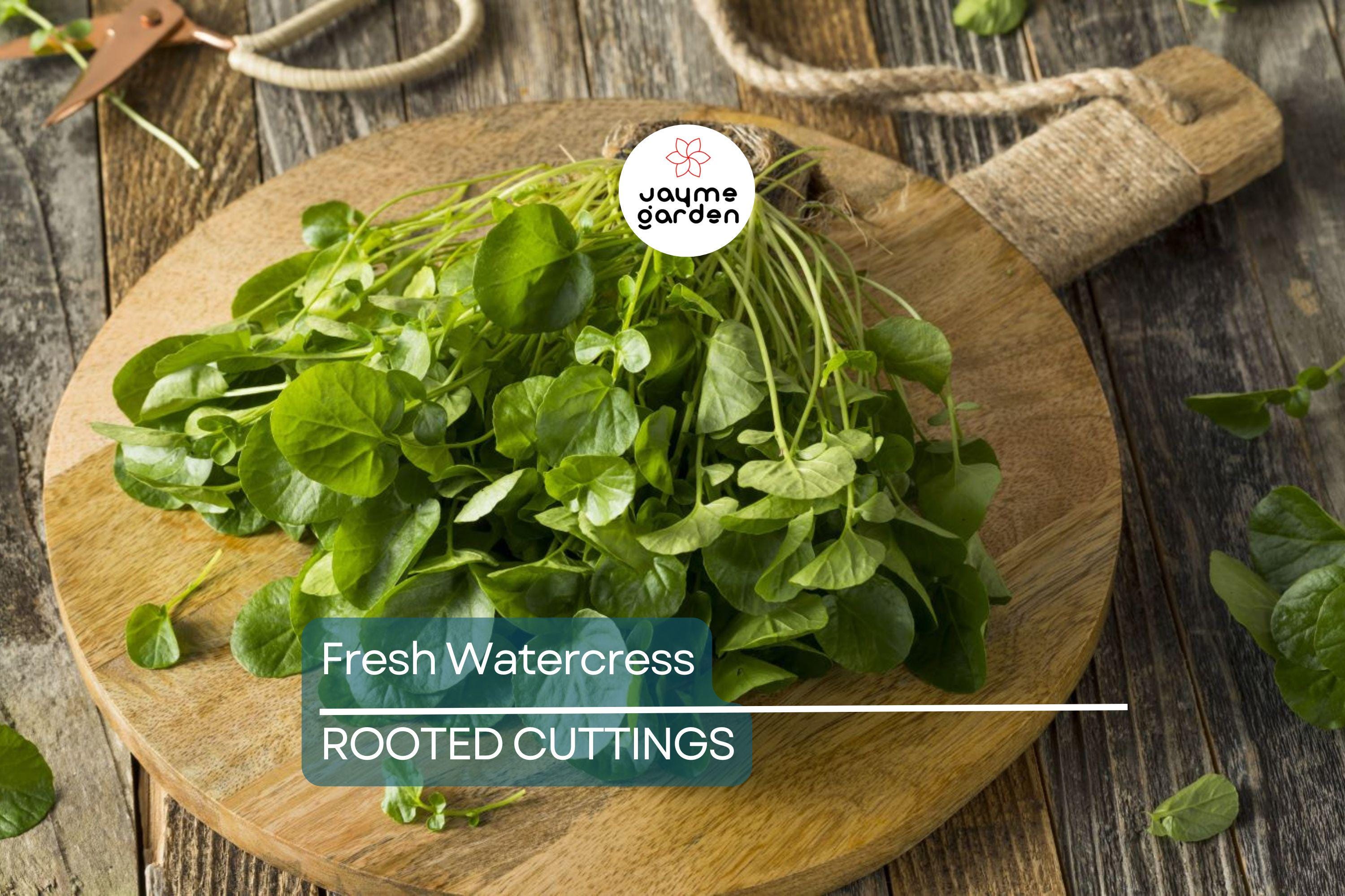 10 Fresh Watercress Cuttings with Roots – Live Vegetable – Ready to Plant – Fast Growing & Nutrient-Rich