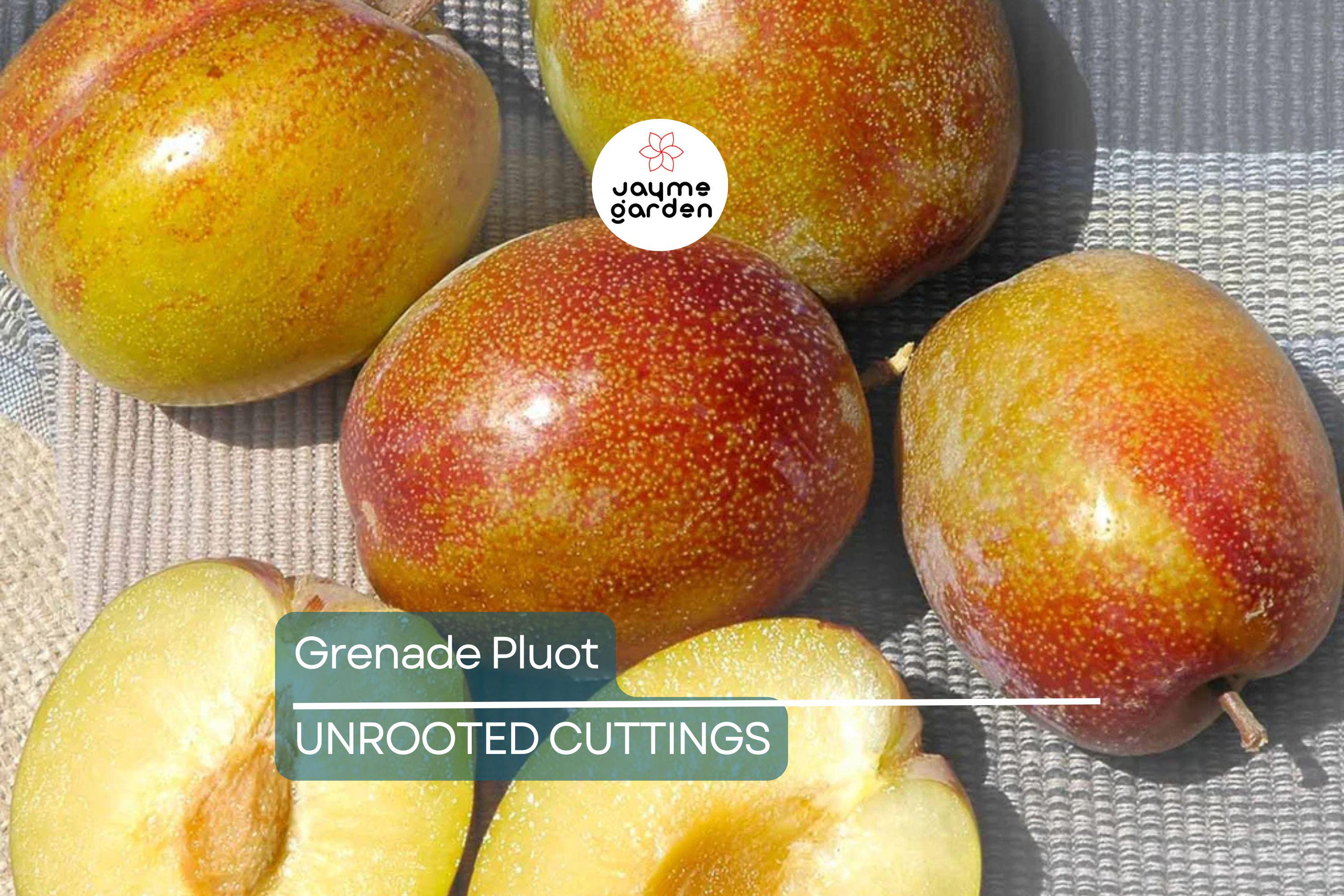 5 Grenade Pluot Scions for Grafting | Plum x Apricot Hybrid | Sweet Golden Fruit | Heavy Producer | 2-5" with 3-5 Buds
