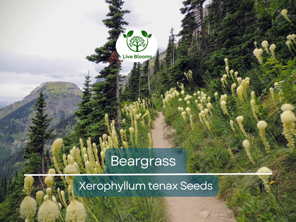 100 Beargrass Seeds WHITE TORCH LILY (Xerophyllum tenax) | Tall Flowering Perennial, Native Plant, Drought-Tolerant, Xerophyte