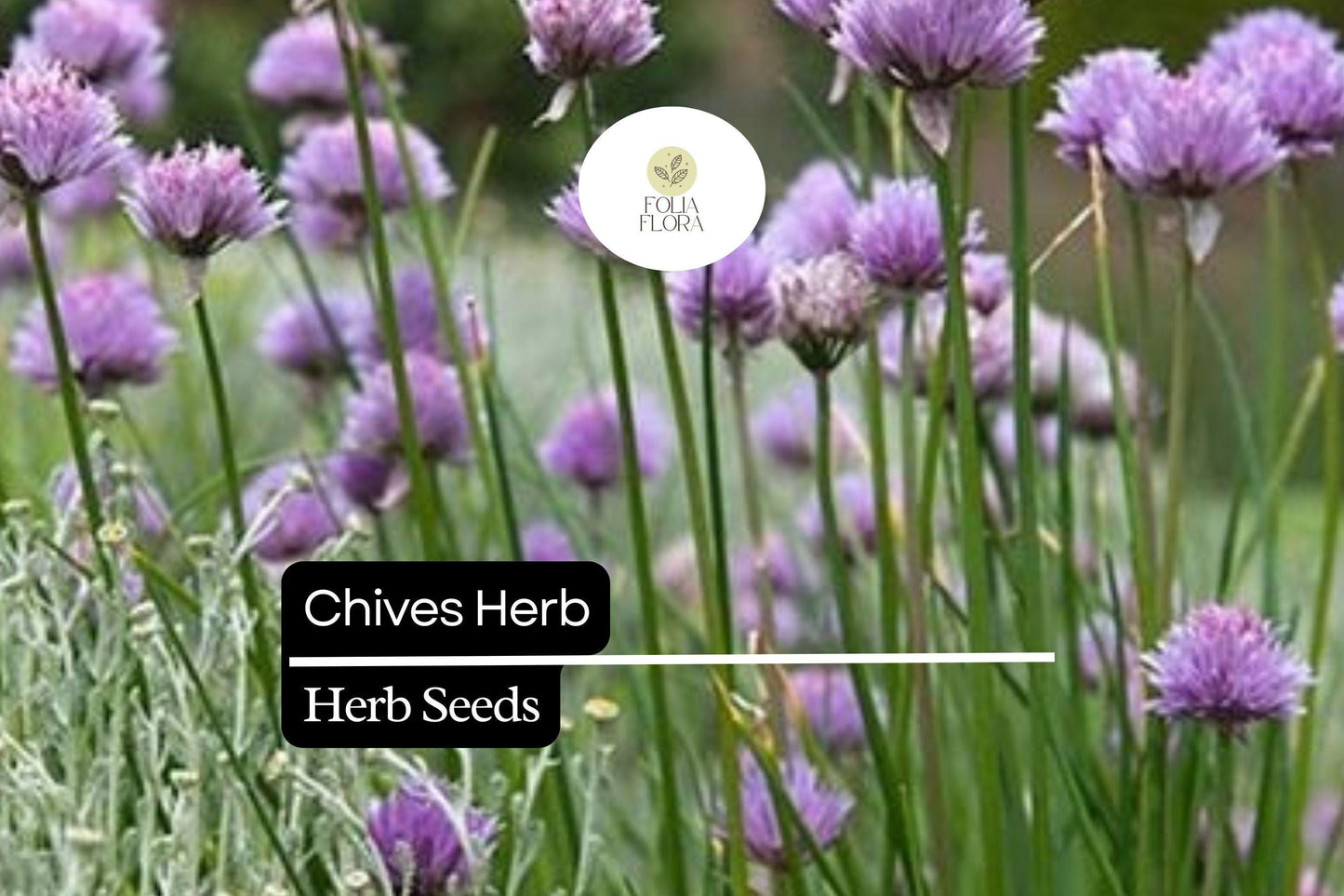 150 Chive Herb Seeds – Allium schoenoprasum – Heirloom, Perennial, Mild Onion Flavor, Perfect for Salads