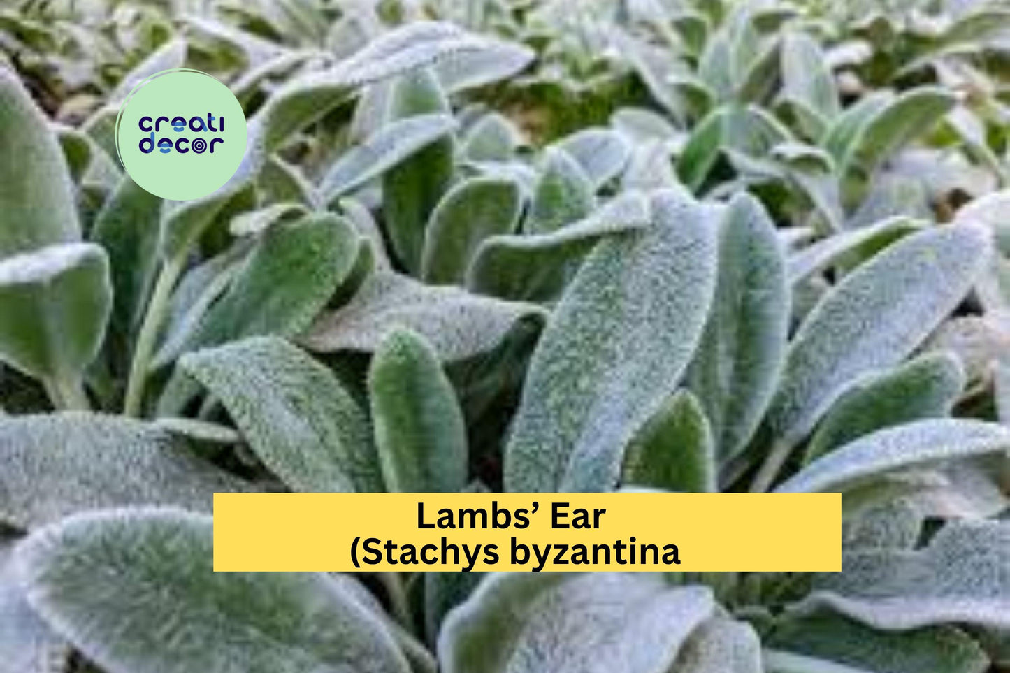 Lambs’ Ear Plants | Stachys byzantina | 3 Live Bare Root Starter Plants | Soft Silver Foliage