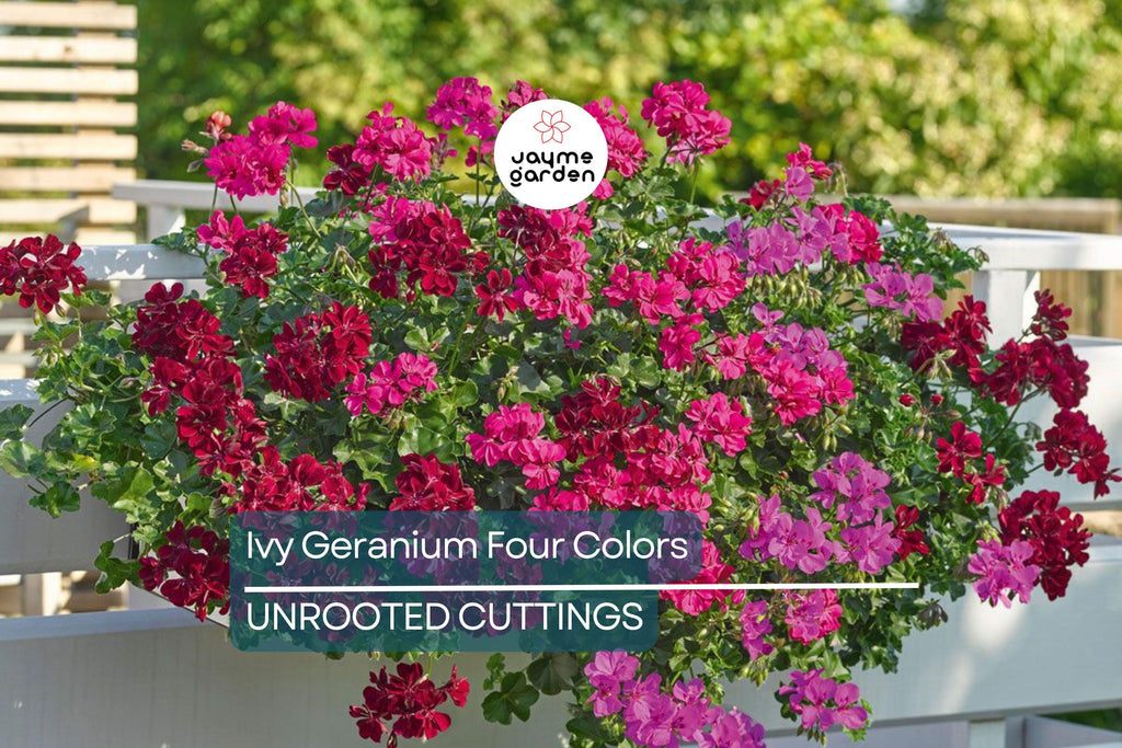 Ivy Geranium - 8 Cuttings (4 Vibrant Colors) for Rooting | Labeled with Rooting Powder & Instructions | USA Grown