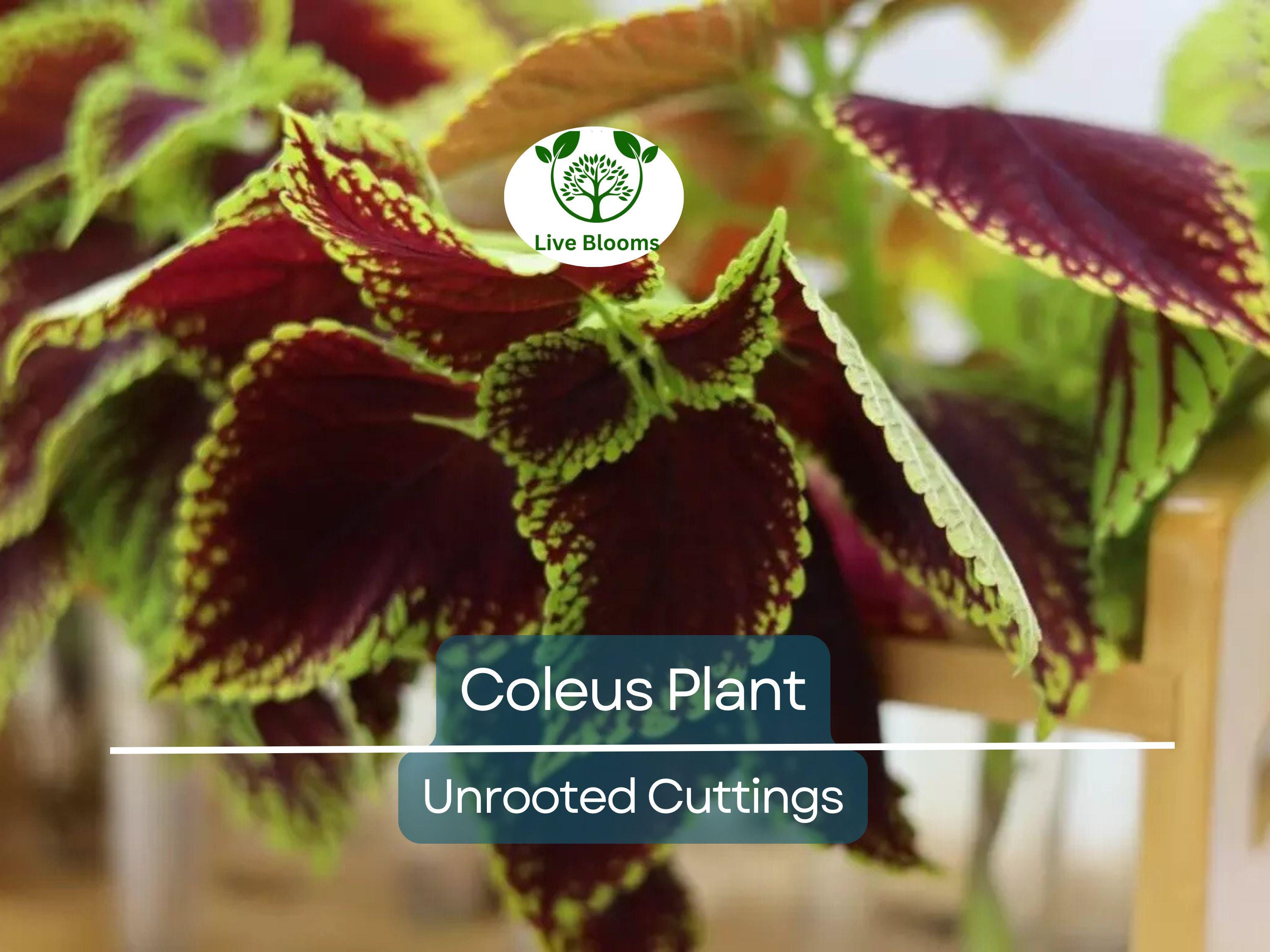 10 Coleus Unrooted Cuttings 2-6" Mixed Colors & Patterns - Easy to Root, Tropical Shade Plant, for Gardens and Containers, Vibrant Foliage