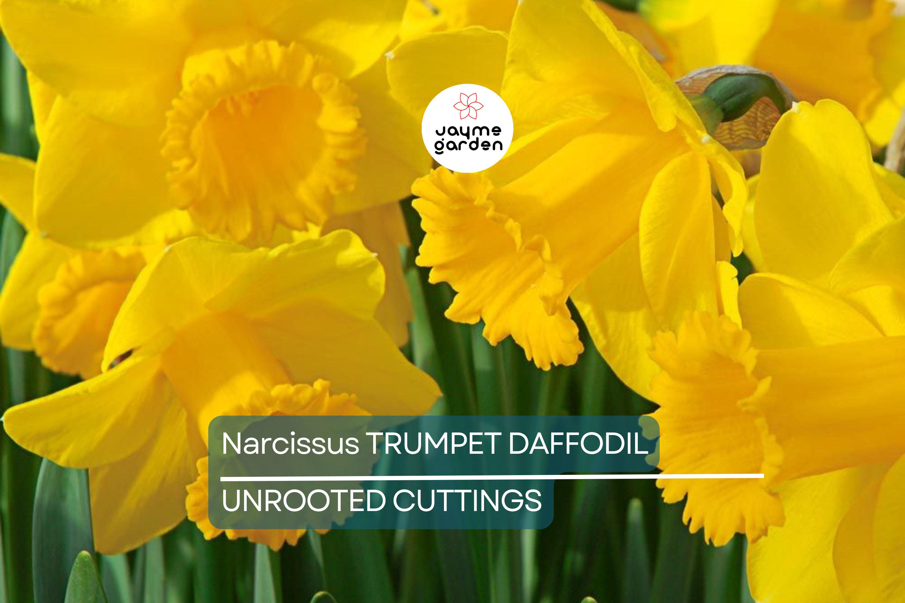 Narcissus Trumpet Daffodil Mix – 6 Flower Plant Bulbs, Yellow, White, Orange, Pink, Bright Colors