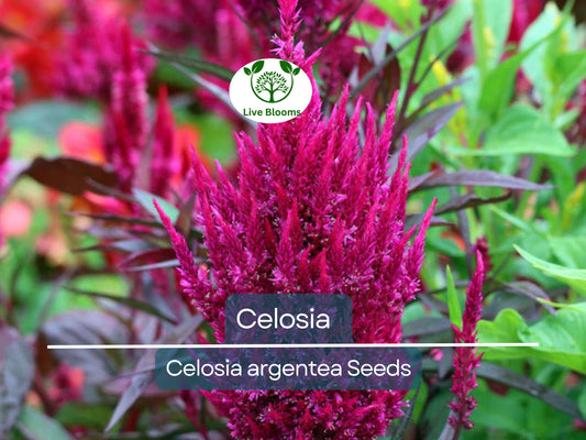 150 Celosia Seeds - Magenta Fire Cockscomb Flower (Celosia argentea) for Vibrant, Colorful Garden Blooms - Easy to Grow, Decorative Plant