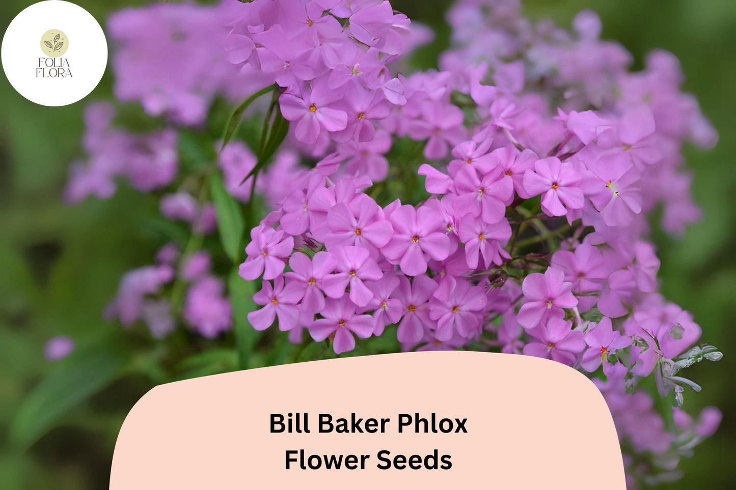 100+ Bill Baker Phlox Seeds for Garden Planting | Phlox paniculata | Perennial Flower Seeds | Soft Pink-Lavender Blooms