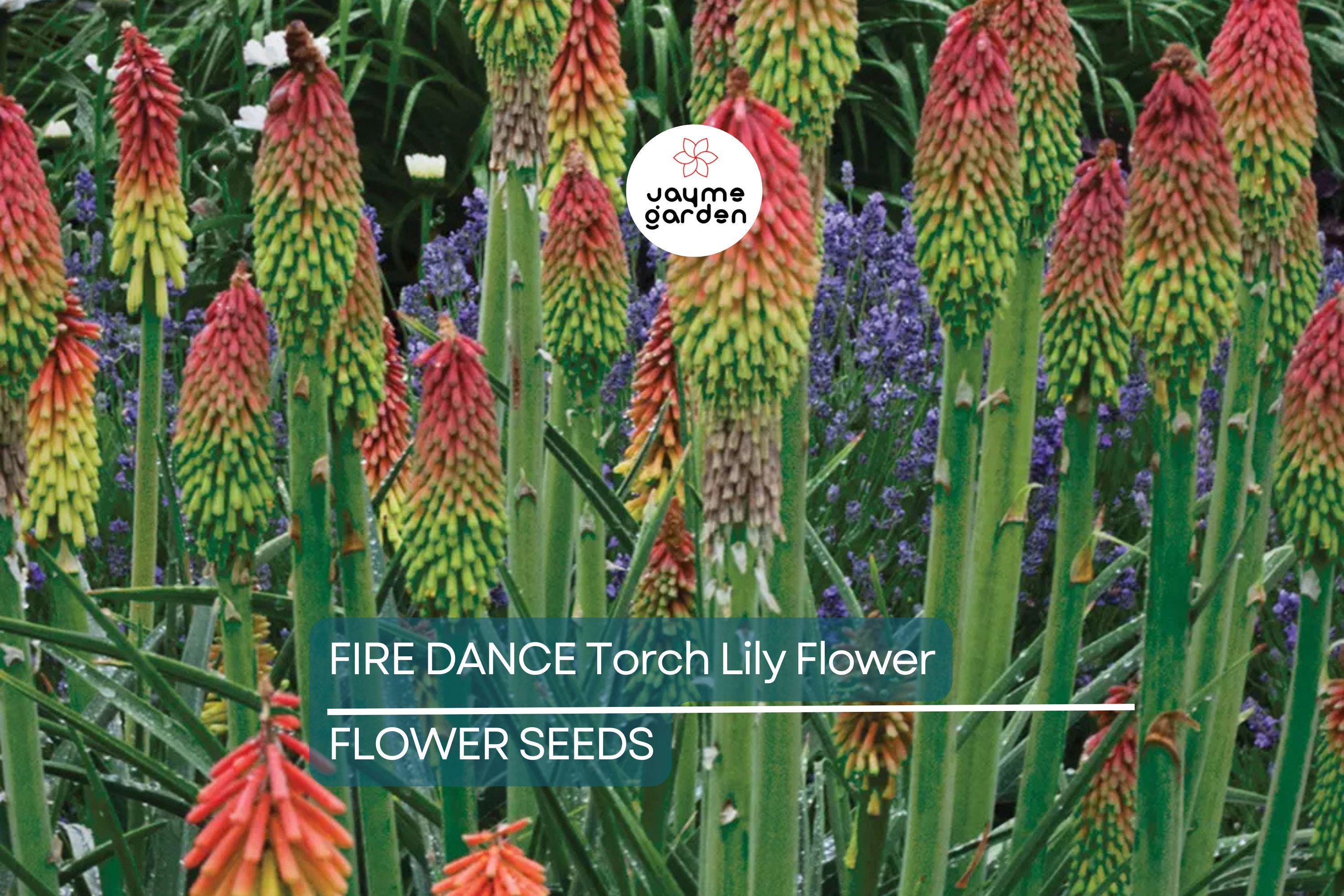 20 Rare Dwarf Fire Dance Torch Lily Seeds (Kniphofia hirsuta) – Hardy Perennial, 18-20” Tall