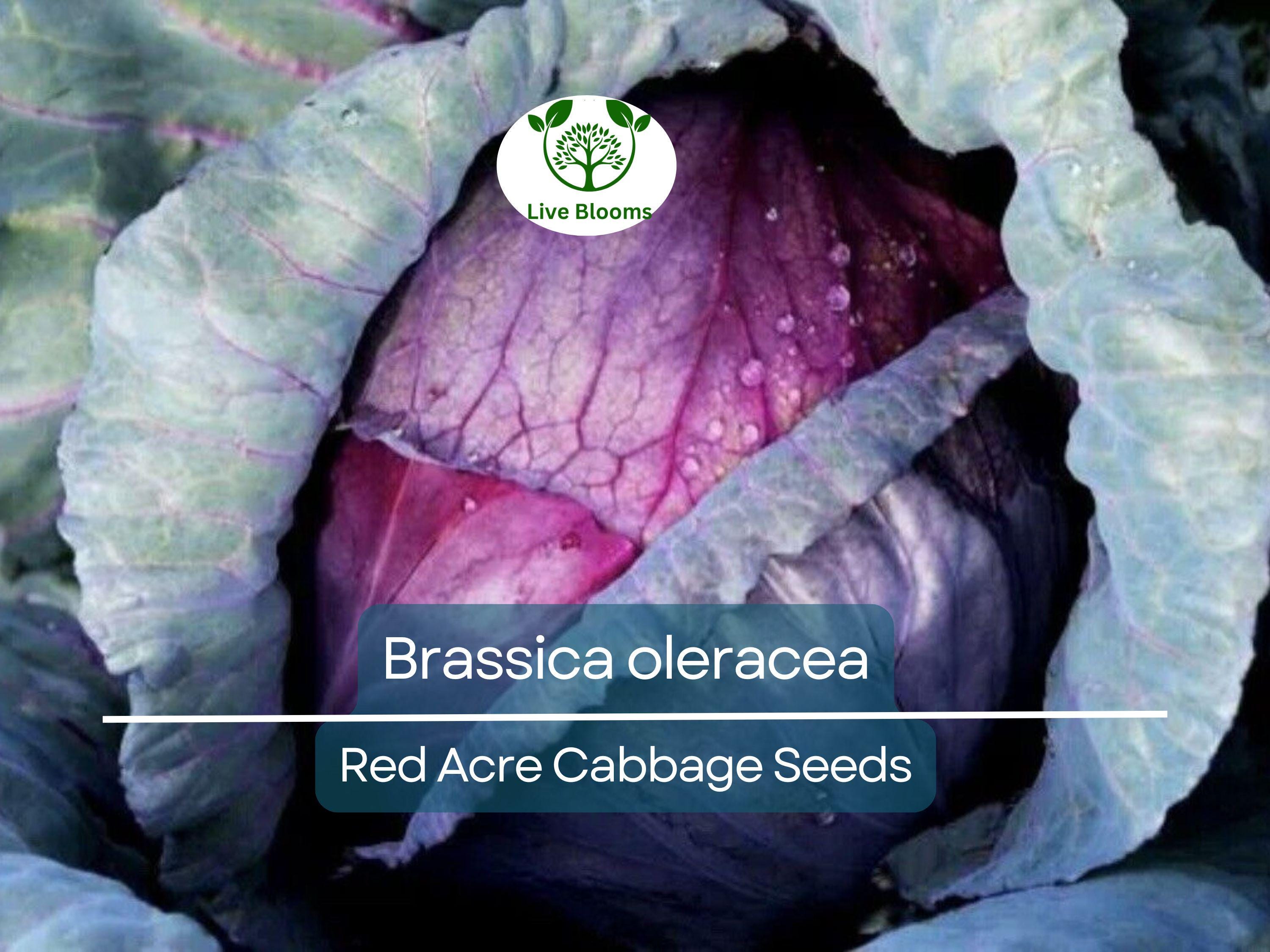 250 Seeds Red Acre Cabbage - Brassica oleracea | Heirloom Cabbage for Planting, Gardening & Nutritious Fresh Harvest