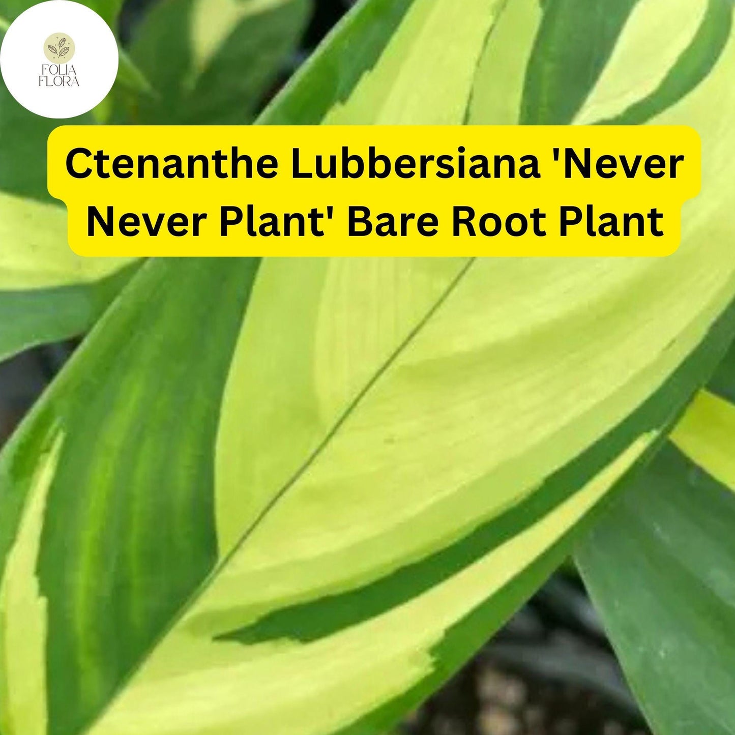 Ctenanthe lubbersiana ‘Never Never Plant’ | 1 Bare Root Live Variegated Houseplant | Easy Care Indoor Plant