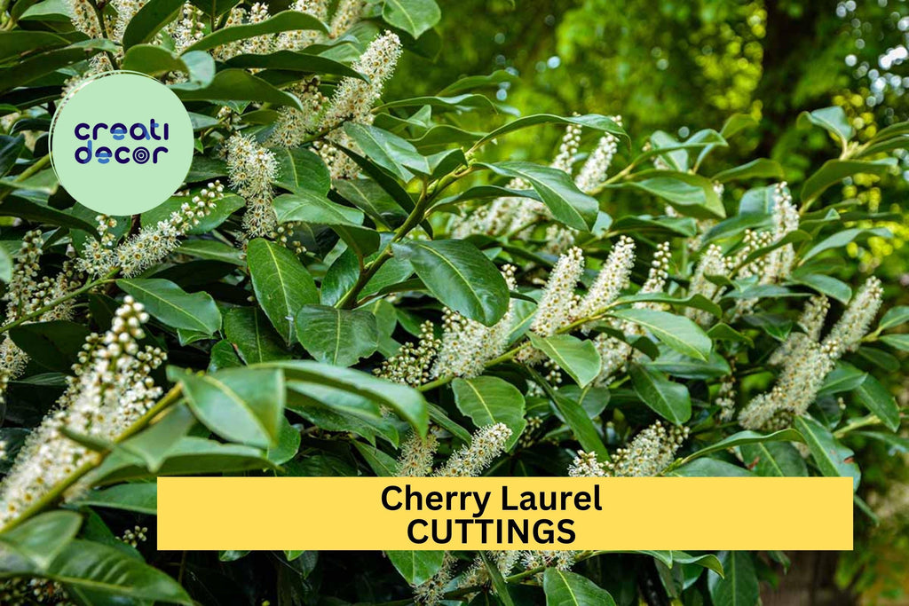 20 Cherry Laurel Cuttings | Prunus Laurocerasus 6-8" Fresh Starter Wood | Privacy Hedge Shrub or Tree for Garden Landscaping