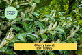 20 Cherry Laurel Cuttings | Prunus Laurocerasus 6-8" Fresh Starter Wood | Privacy Hedge Shrub or Tree for Garden Landscaping