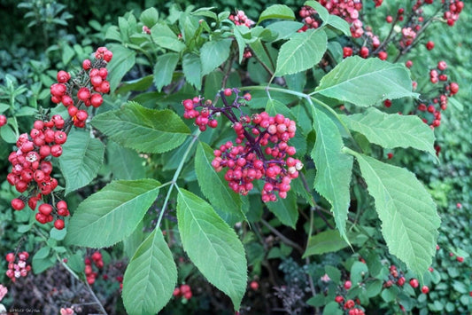 Red Elderberry Seeds – Sambucus racemosa | 30 Seeds | Hardy Berry Shrub for Wildlife & Woodland Gardens