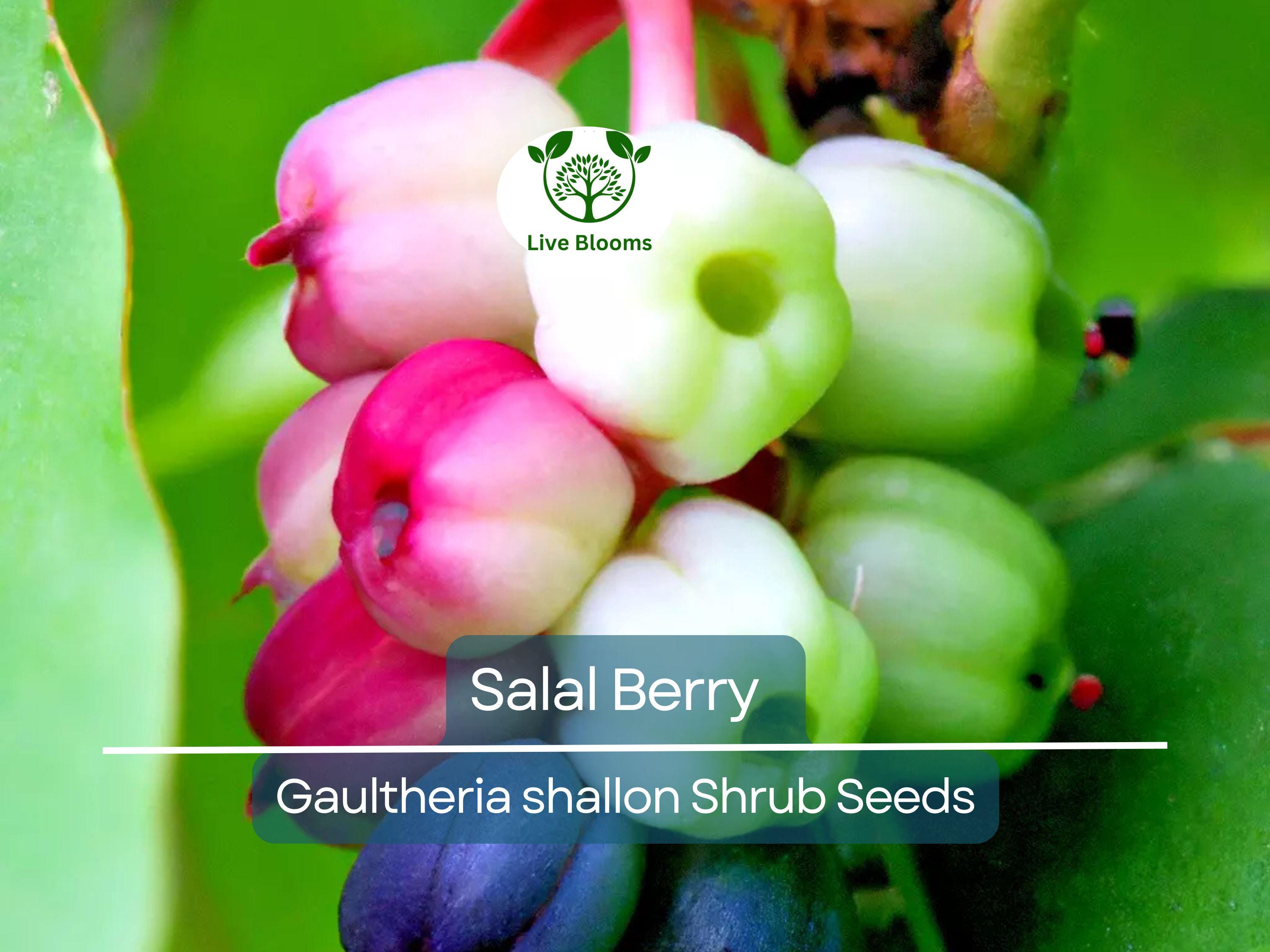 100 Salal Berry Seeds (Gaultheria shallon), Edible Fruits, Evergreen Shrub, Low Maintenance Bush, Wild Berries, Garden Starter, Wildlife