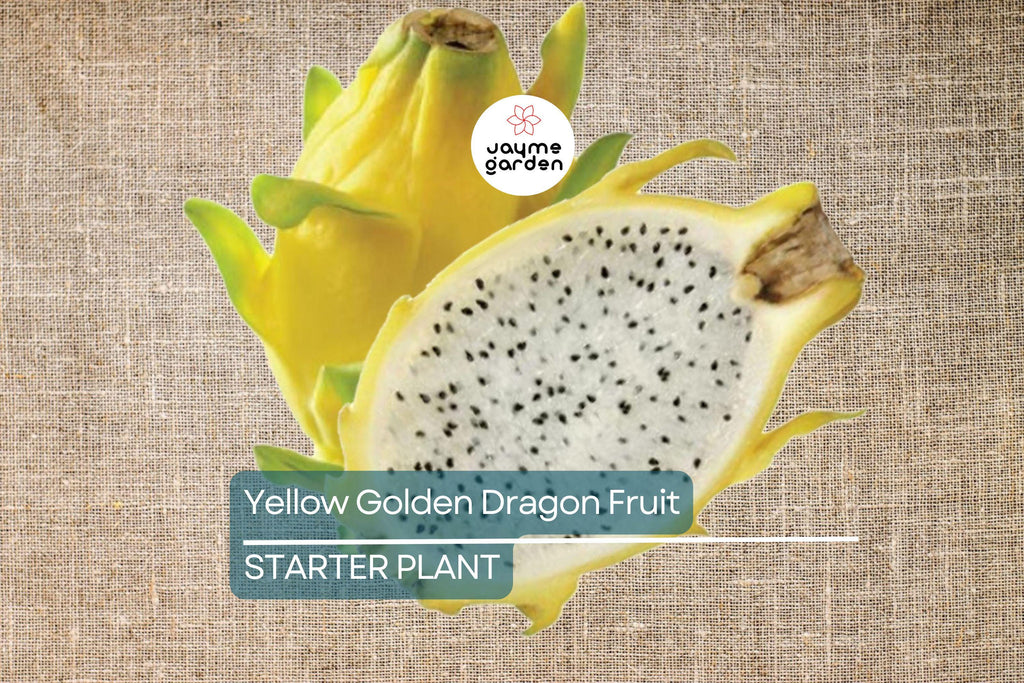 Yellow Golden Dragon Fruit Seedling - 3”-5” Live Plant with Pot - Sweet White Flesh, Ready to Plant