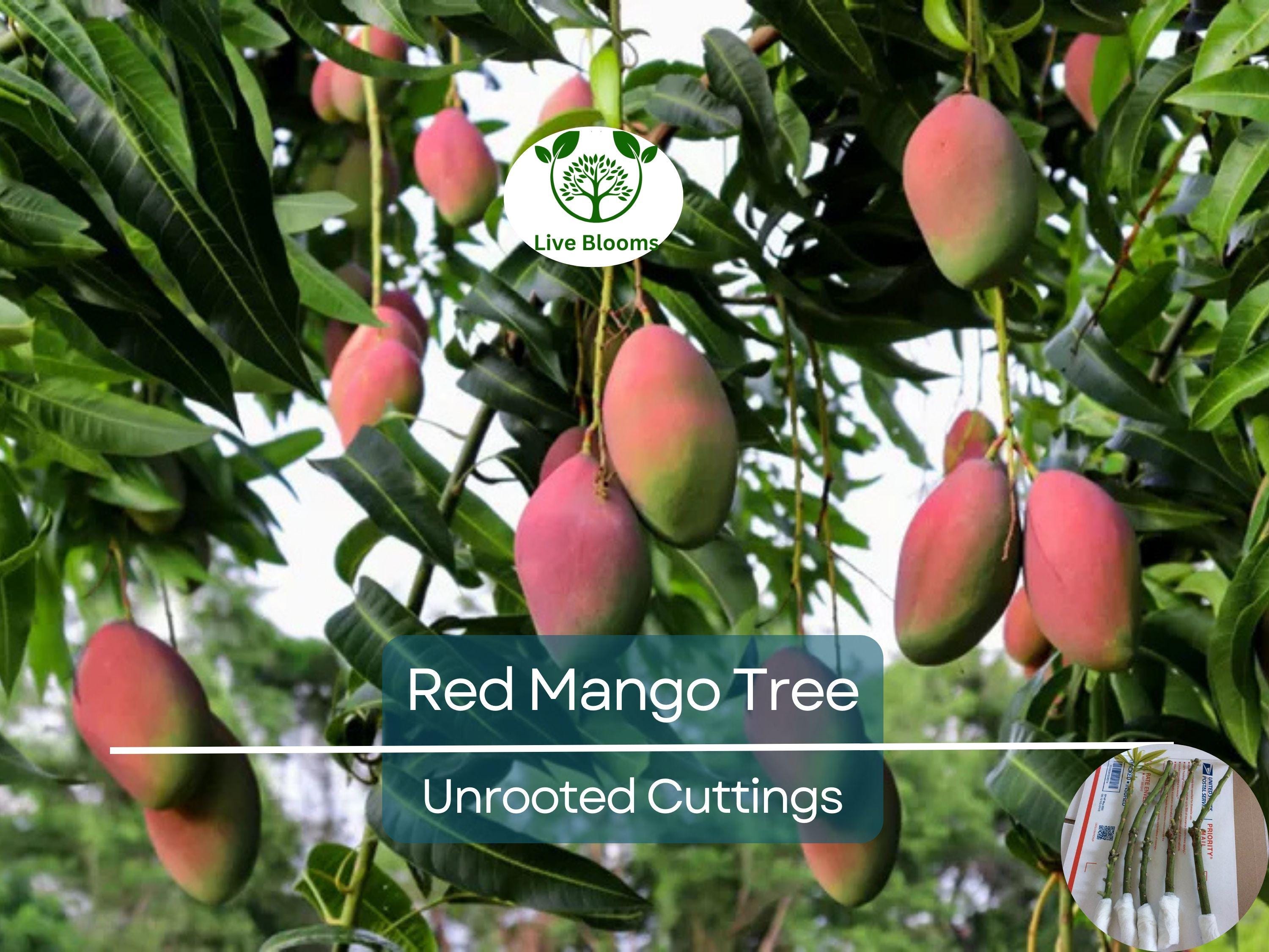 5 RED MANGO Fruit Tree Scion Unrooted Cuttings for Rooting or Grafting - Mangifera indica, Tropical Fruit, Sweet Red Mango