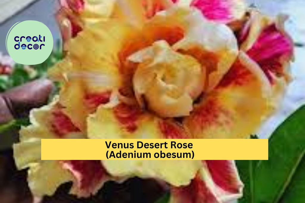 Venus Desert Rose (Adenium obesum) – 4–6" Live Rooted Seedling, Mini Succulent Tree with Swollen Trunk, Exotic Ornamental Houseplant