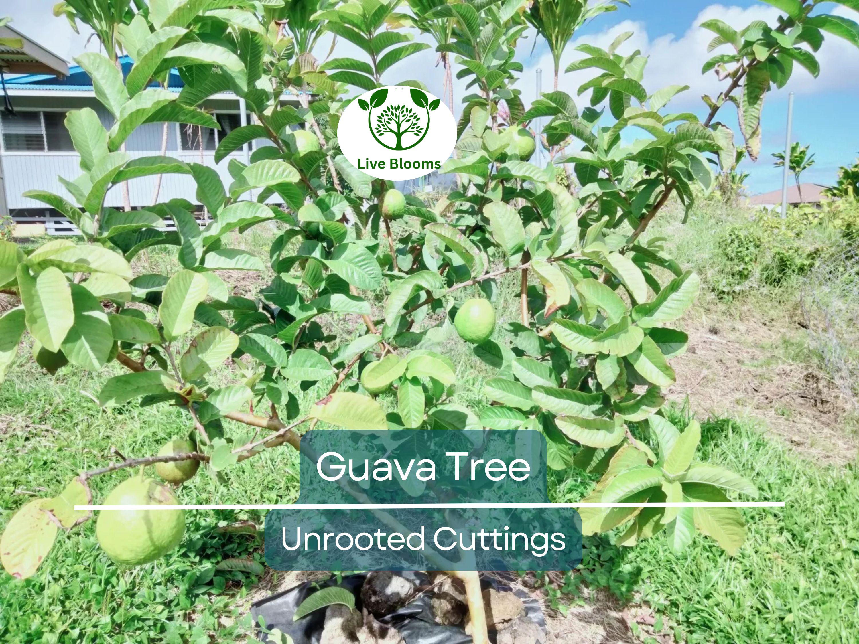 3 Guava Unrooted Cuttings 4-5" | Psidium Guajava | Tropical Fruit Tree, Guava Plant Propagation