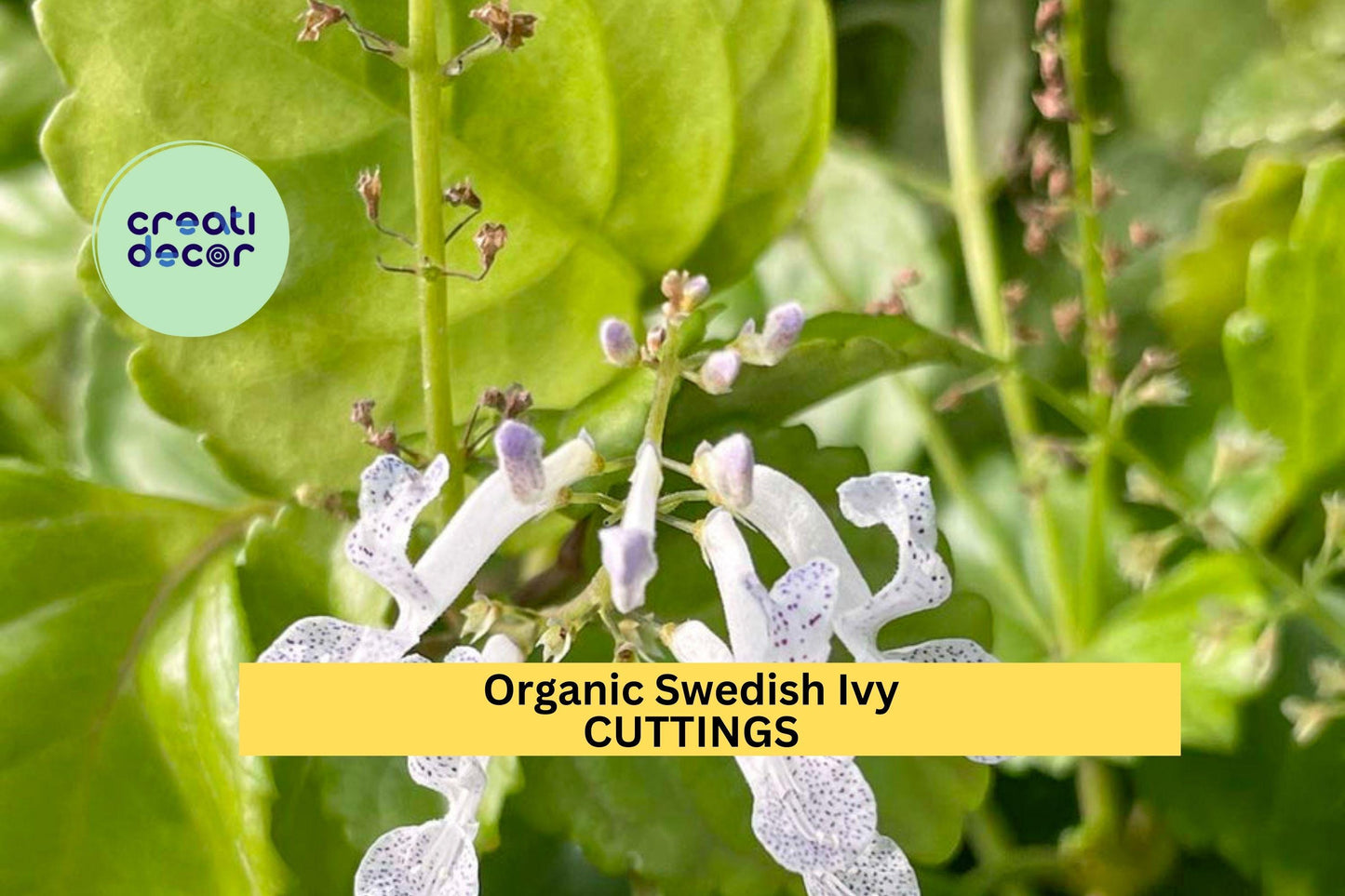 10 Organic Swedish Ivy Cuttings – Unrooted Plectranthus verticillatus Stems | Fast-Growing Trailing Plant for Pots or Hanging Baskets