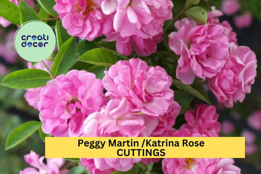 5 Peggy Martin Climbing Rose Cuttings – Thornless Pink Heirloom Variety – Easy to Grow Unrooted Stems – Garden Trellis Rose – USA