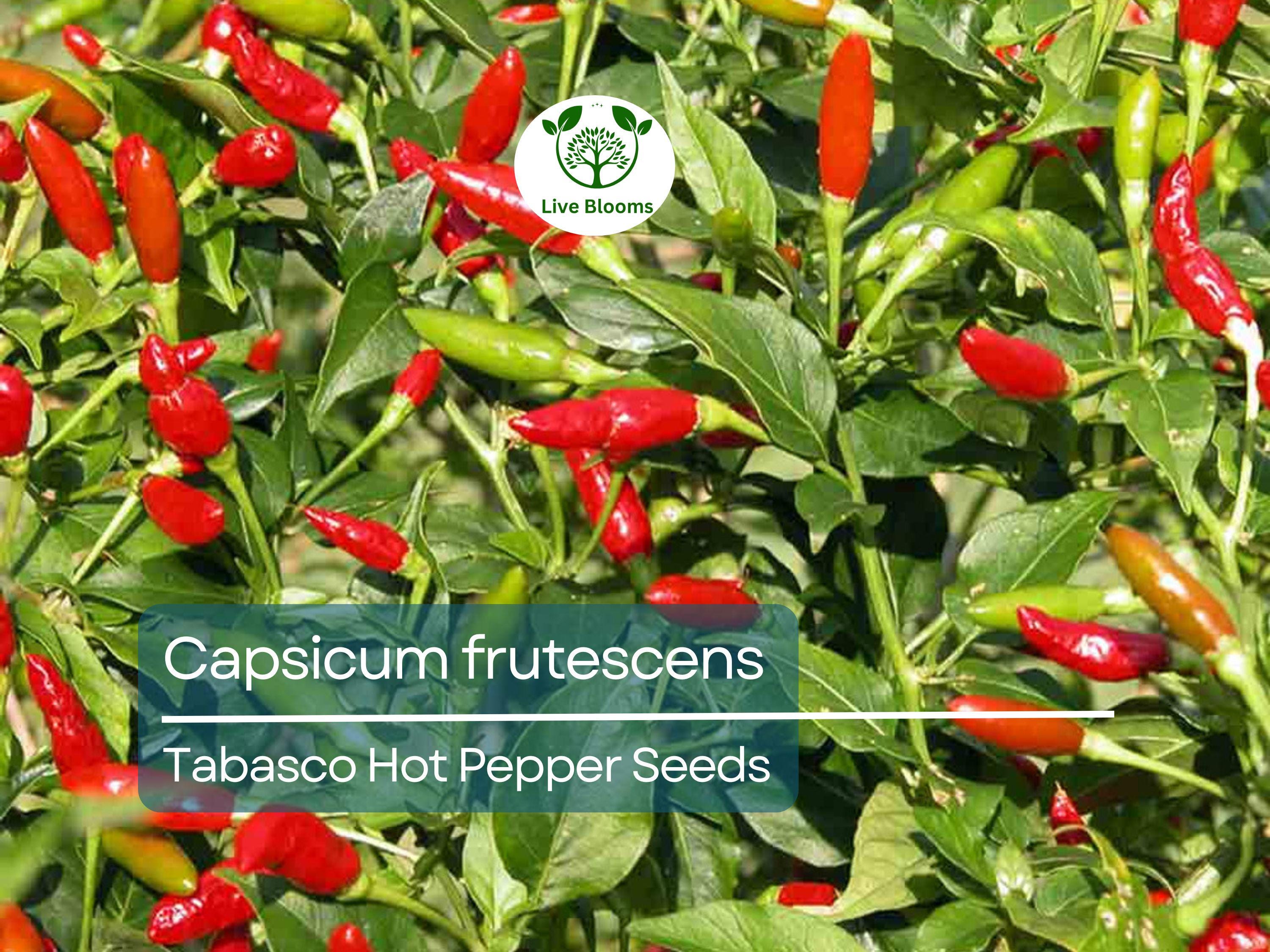 250 mg Tabasco Hot Pepper Seeds - Capsicum frutescens | Heirloom Pepper for Planting, Spicy Cooking & Hot Sauce | Fiery Flavor