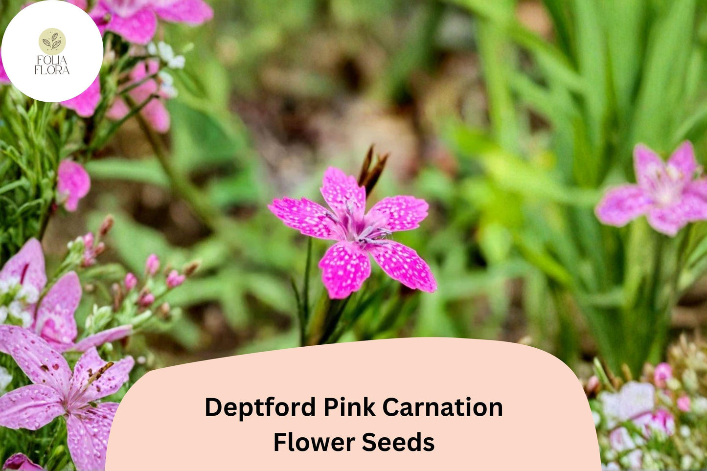 200+ Deptford Pink Carnation Seeds | Dianthus armeria | Bright Pink Blooms for Wildflower & Cottage Gardens