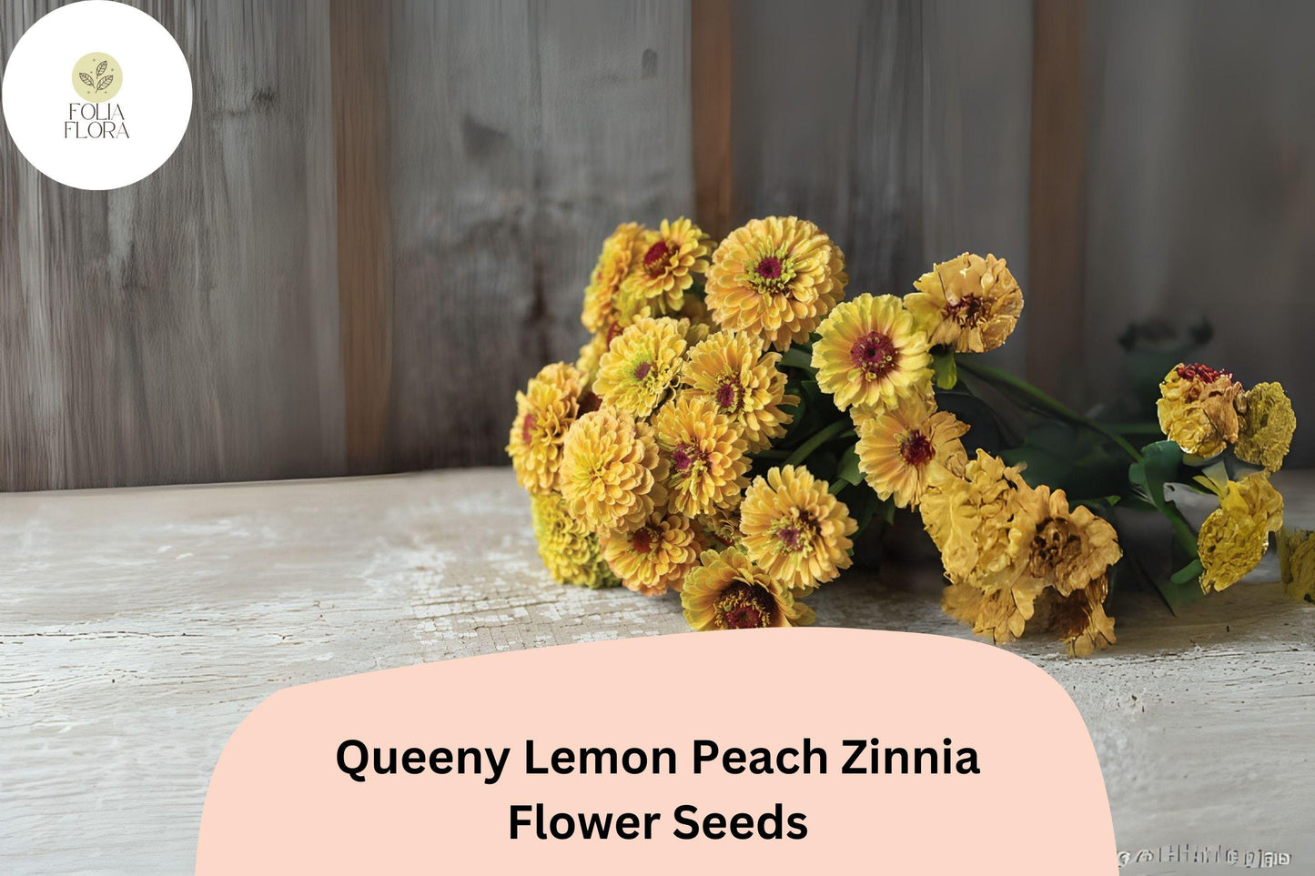 100+ Queeny Lemon Peach Zinnia Seeds – Unique Peach-Yellow Blooms for Garden Planting, Borders & Cut Flowers