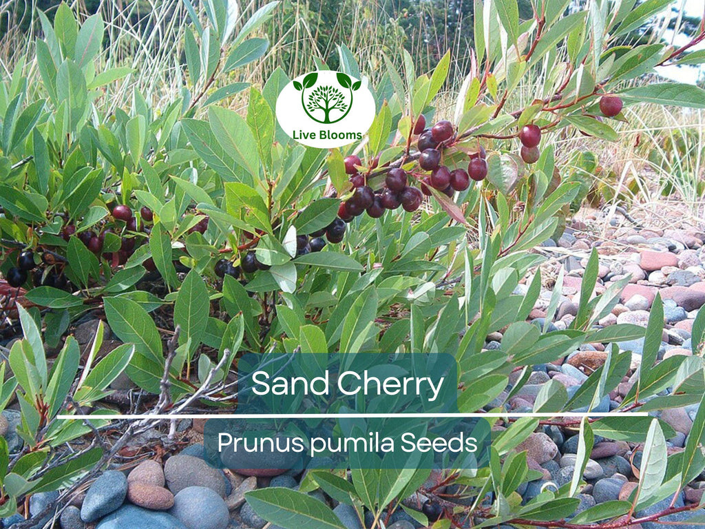 5 Sand Cherry Seeds | Prunus pumila, Edible Fruit Tree Shrub, Hardy, Small Garden Tree, Non-GMO, Tasty Berries for Jams & Preserves