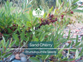 5 Sand Cherry Seeds | Prunus pumila, Edible Fruit Tree Shrub, Hardy, Small Garden Tree, Non-GMO, Tasty Berries for Jams & Preserves