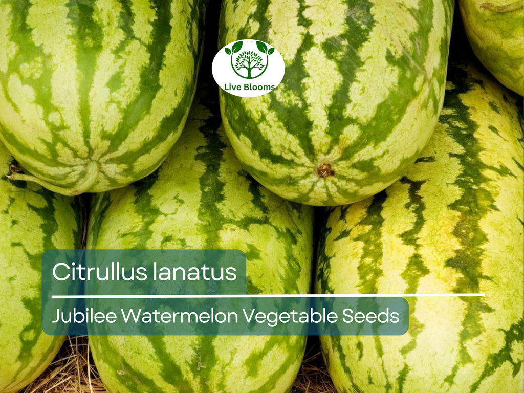 1000 mg Jubilee Watermelon Seeds - Citrullus lanatus | Heirloom Watermelon for Planting, Sweet Juicy Harvest, Home Garden Favorite
