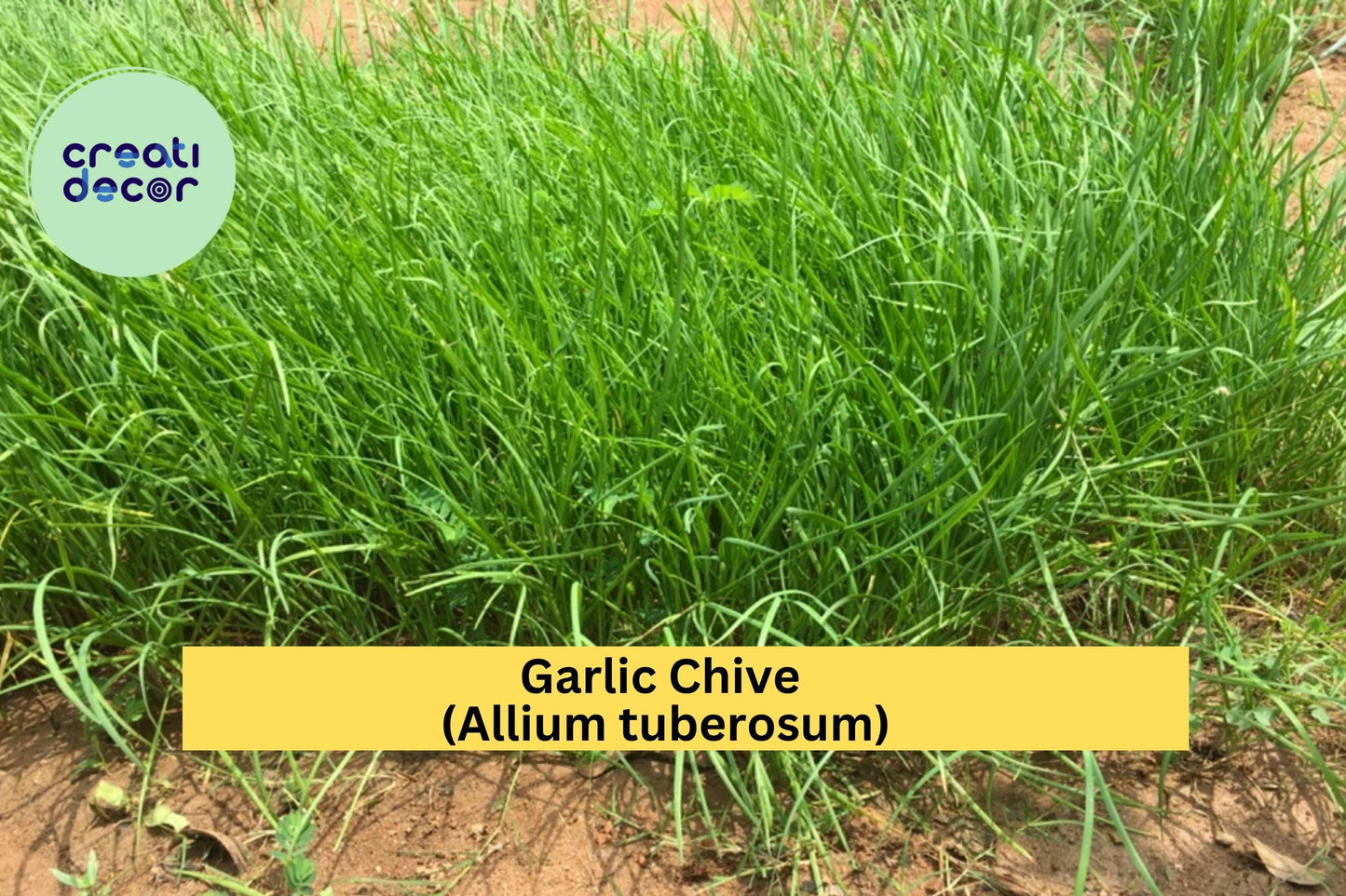 70 Garlic Chive Bare Root Plants – Allium tuberosum – Hardy Perennial Leek Chives for Garden, Edible Herb, Organic Growth