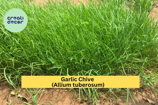 70 Garlic Chive Bare Root Plants – Allium tuberosum – Hardy Perennial Leek Chives for Garden, Edible Herb, Organic Growth