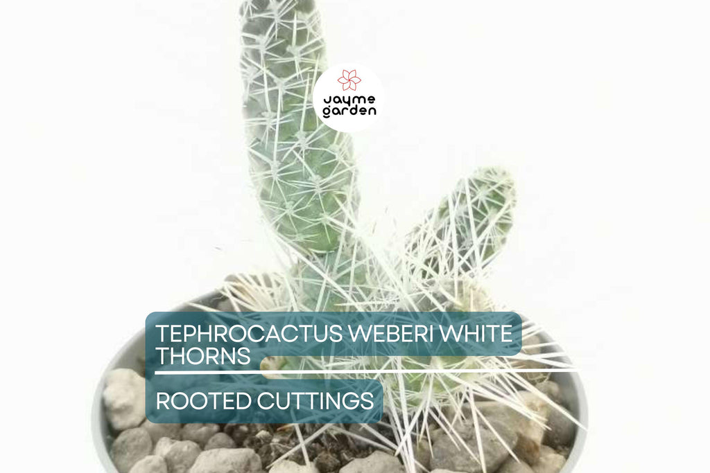 7 Tephrocactus Weberii Rooted Cuttings - White Thorns Cactus - Rare Collector’s Specimen