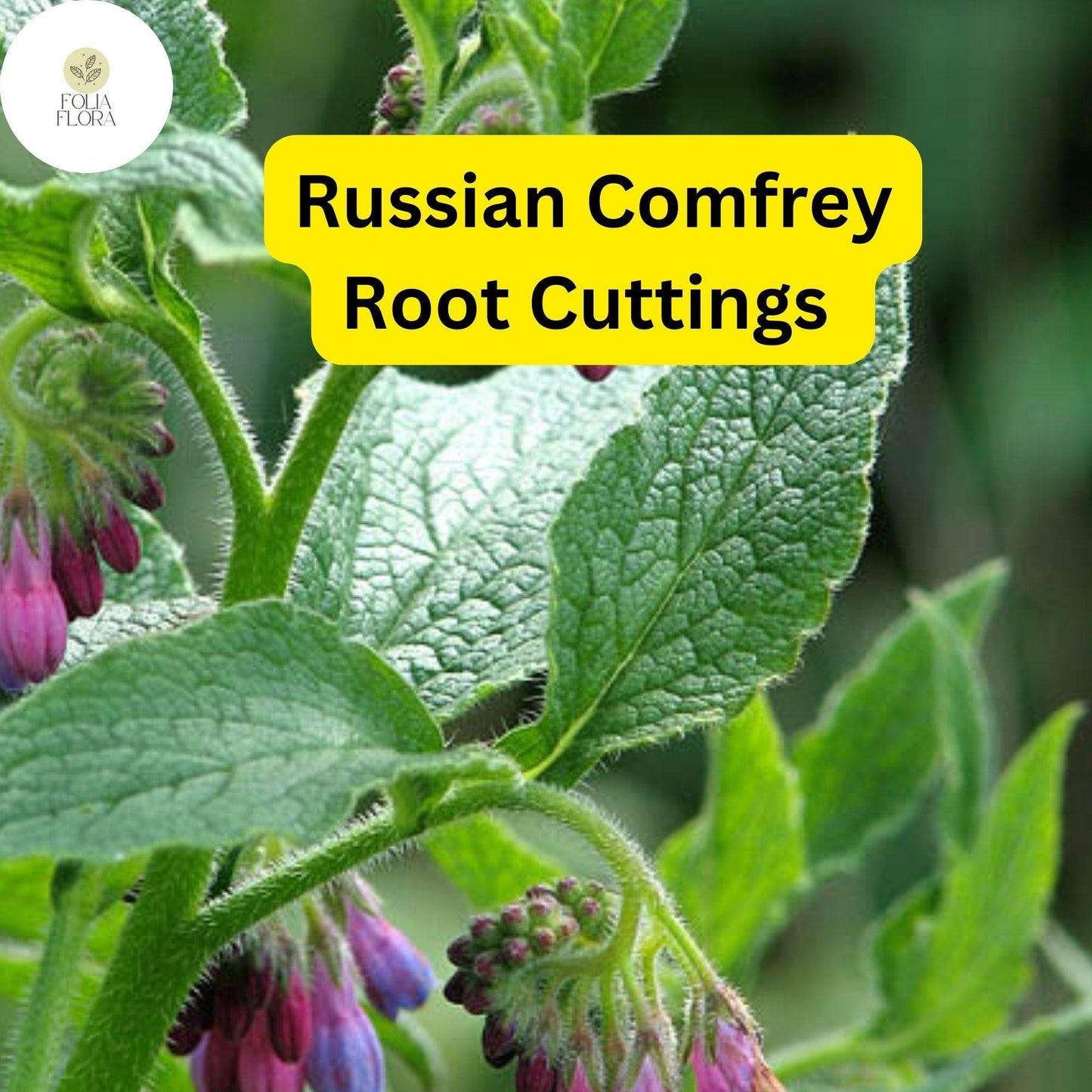 Live Root Cuttings Russian Comfrey - Bocking 14 Cultivar - Perennial Garden Plant