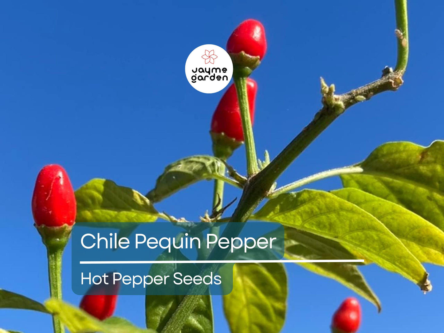 250mg Seeds Hot Chile Pequin Pepper | Heirloom Pepper for Planting | Spicy & Flavorful | Compact Plant | Perfect for Salsas and Cooking