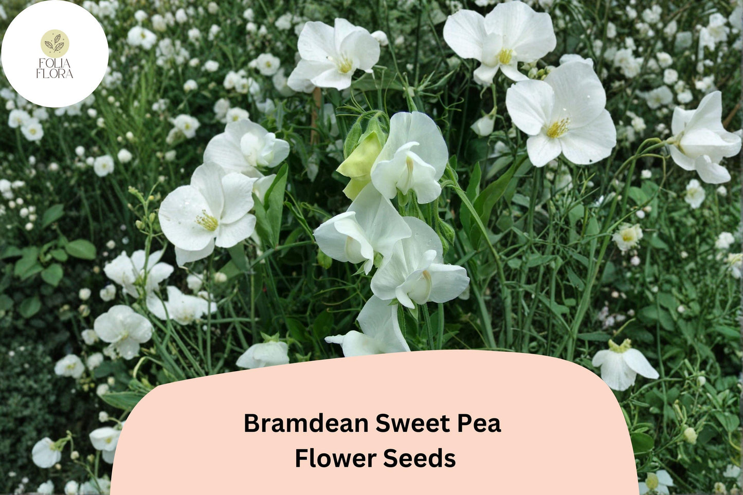 50+ Bramdean Sweet Pea Seeds | Fragrant Climbing Annual Flower for Garden & Cut Flower Arrangements
