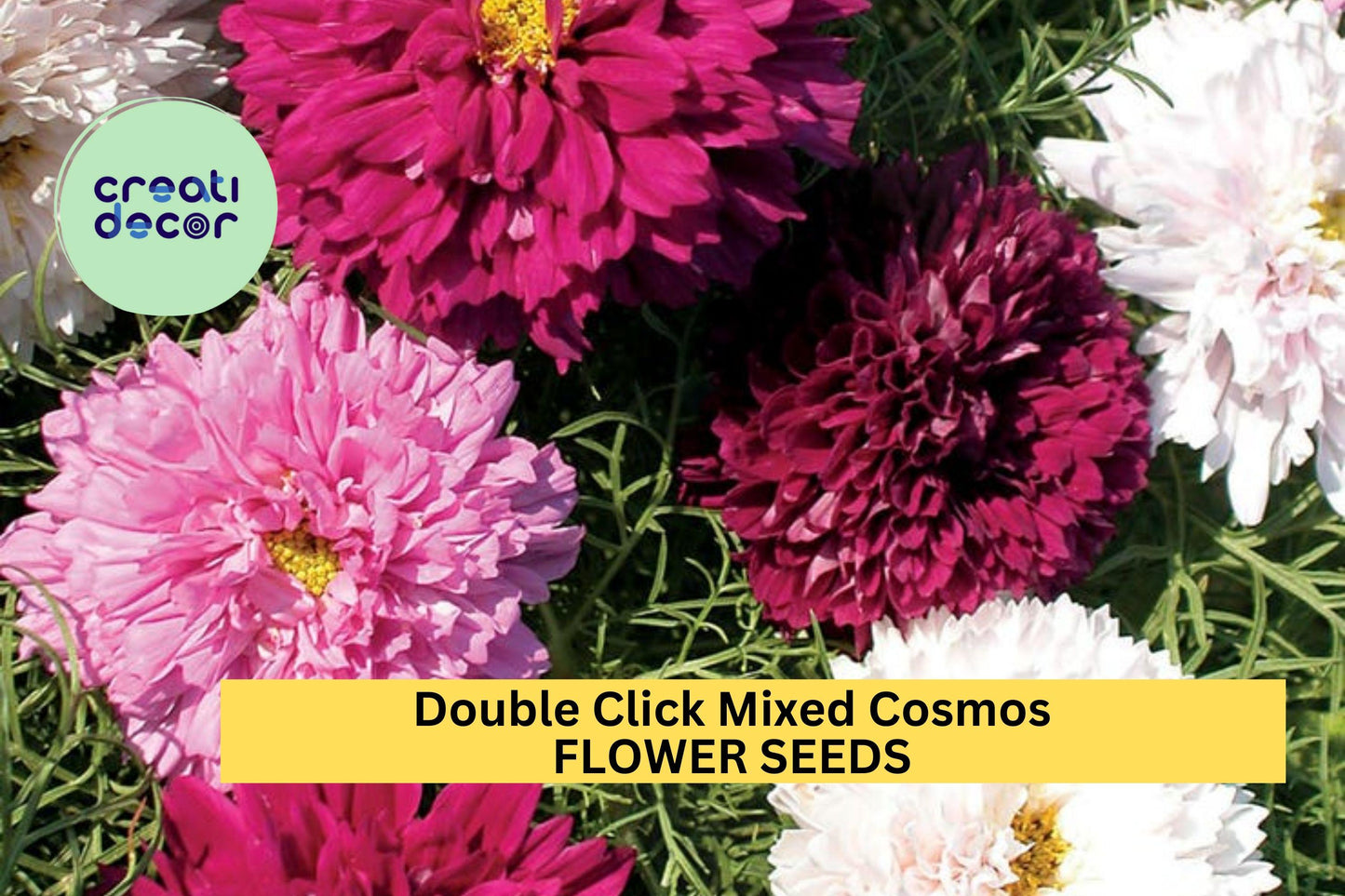 200+ Double Click Mixed Cosmos Seeds – Frilly Double Blooms in Pink, White & Rose for Garden Planting, Cottage Gardens – USA