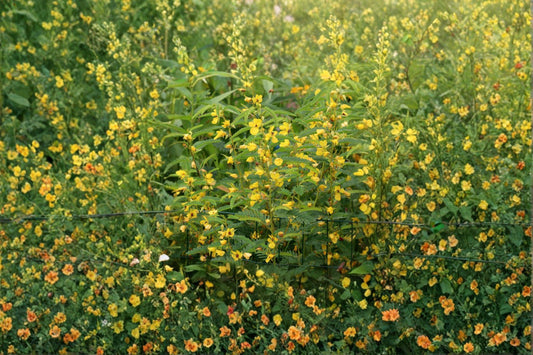 Partridge Pea – Chamaecrista fasciculata Seeds | 100 Seeds | Native Wildflower | Pollinator Friendly