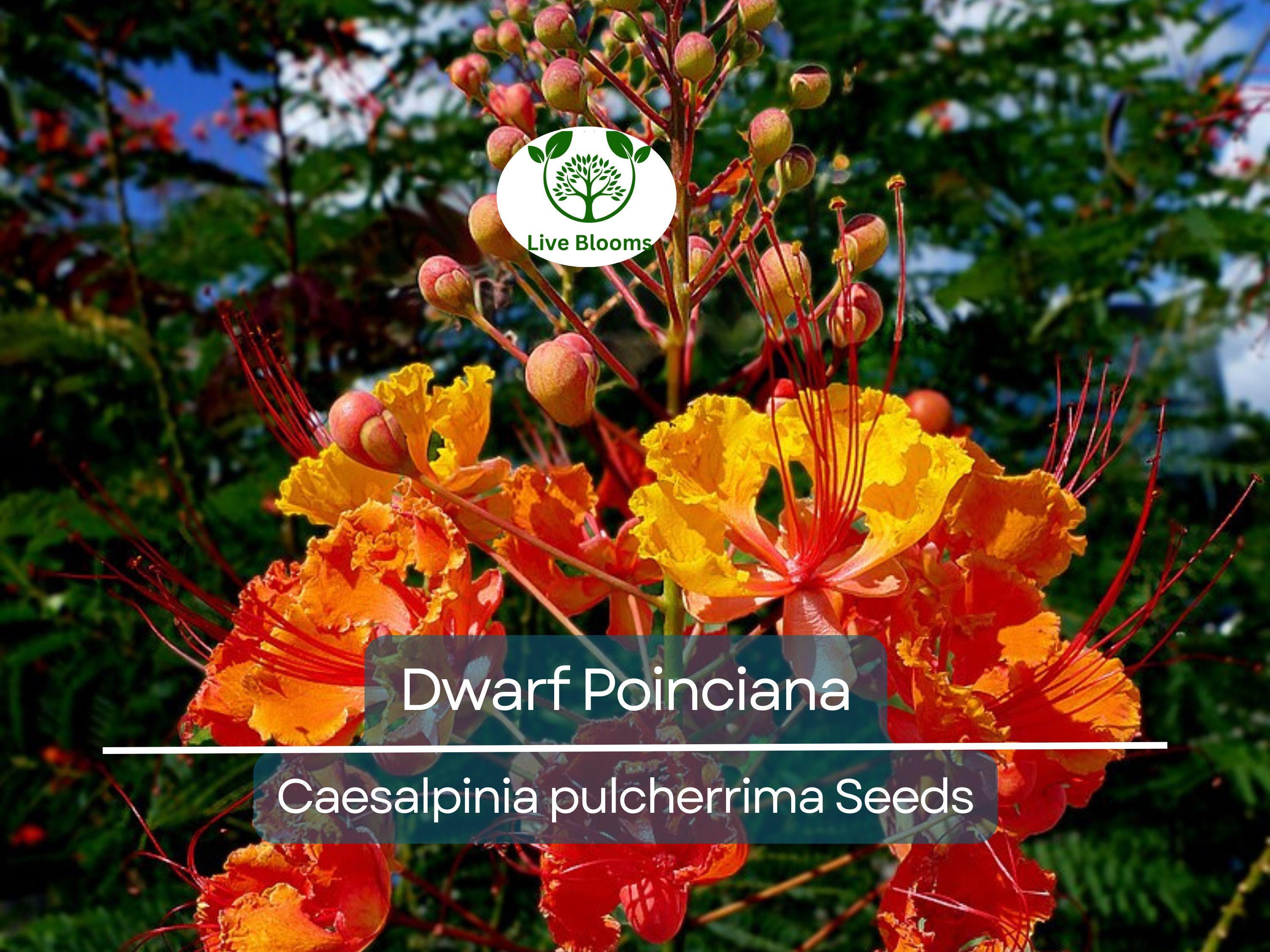 10 Dwarf Poinciana Seeds, Red Bird of Paradise (C. pulcherrima), Mexican Flowering Plant, Non-GMO, Tropical Shrub, Colorful Blooms
