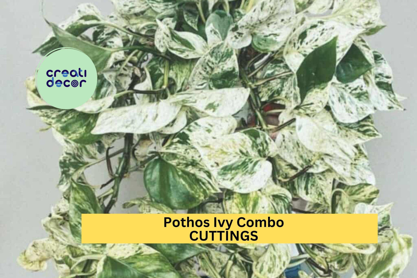 Pothos Marble Queen Cuttings (3) | Indoor Ivy Combo | Variegated Houseplant Starter | Easy Rooting | Air Purifying Vining Plant