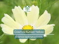 100 Seeds Cosmos Sunset Yellow – Non-GMO, Great for Cut Flowers & Containers, Bright Yellow Blooms, Easy to Grow, Ideal for Gardens