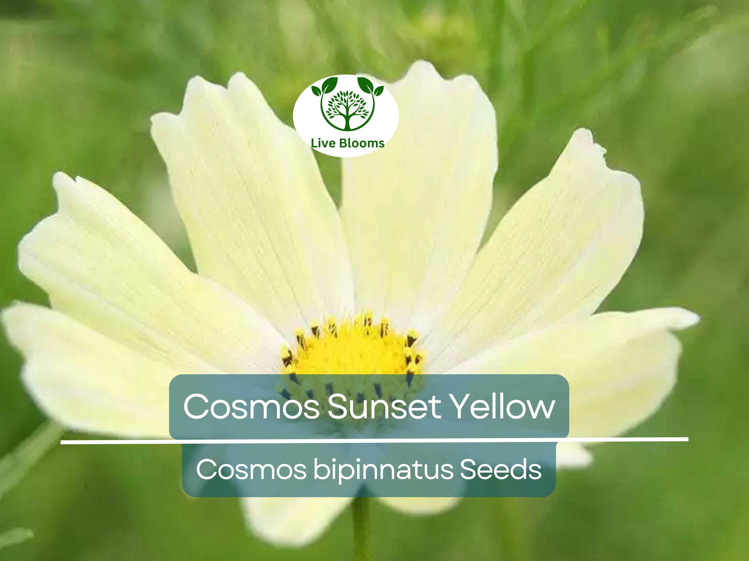 100 Seeds Cosmos Sunset Yellow – Non-GMO, Great for Cut Flowers & Containers, Bright Yellow Blooms, Easy to Grow, Ideal for Gardens