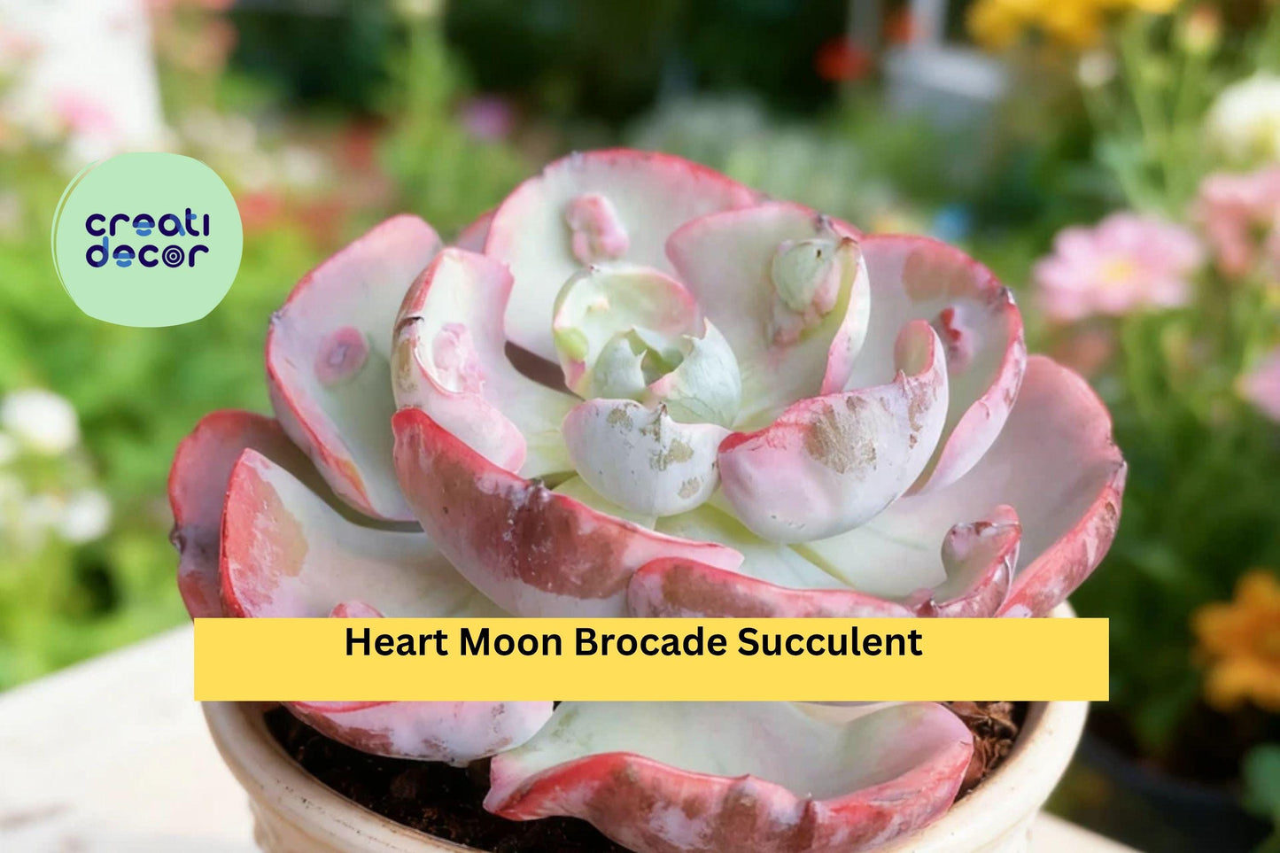 Heart Moon Brocade Succulent – Rare Variegated Live Plant, Bare Root Starter, Easy Care Indoor or Outdoor Decorative Plant