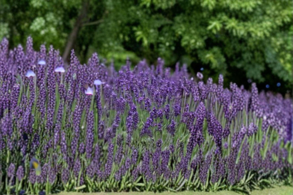 Vera Lavender 100 Seeds | True English Lavender | Fragrant Flowers | Culinary & Aromatic Herb