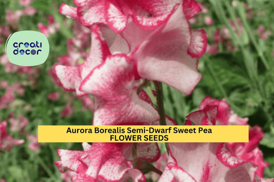 50+ Aurora Borealis Semi-Dwarf Sweet Pea Seeds – Unique Multi-Tone Blooms for Garden Planting, Compact Climbing Vines – USA