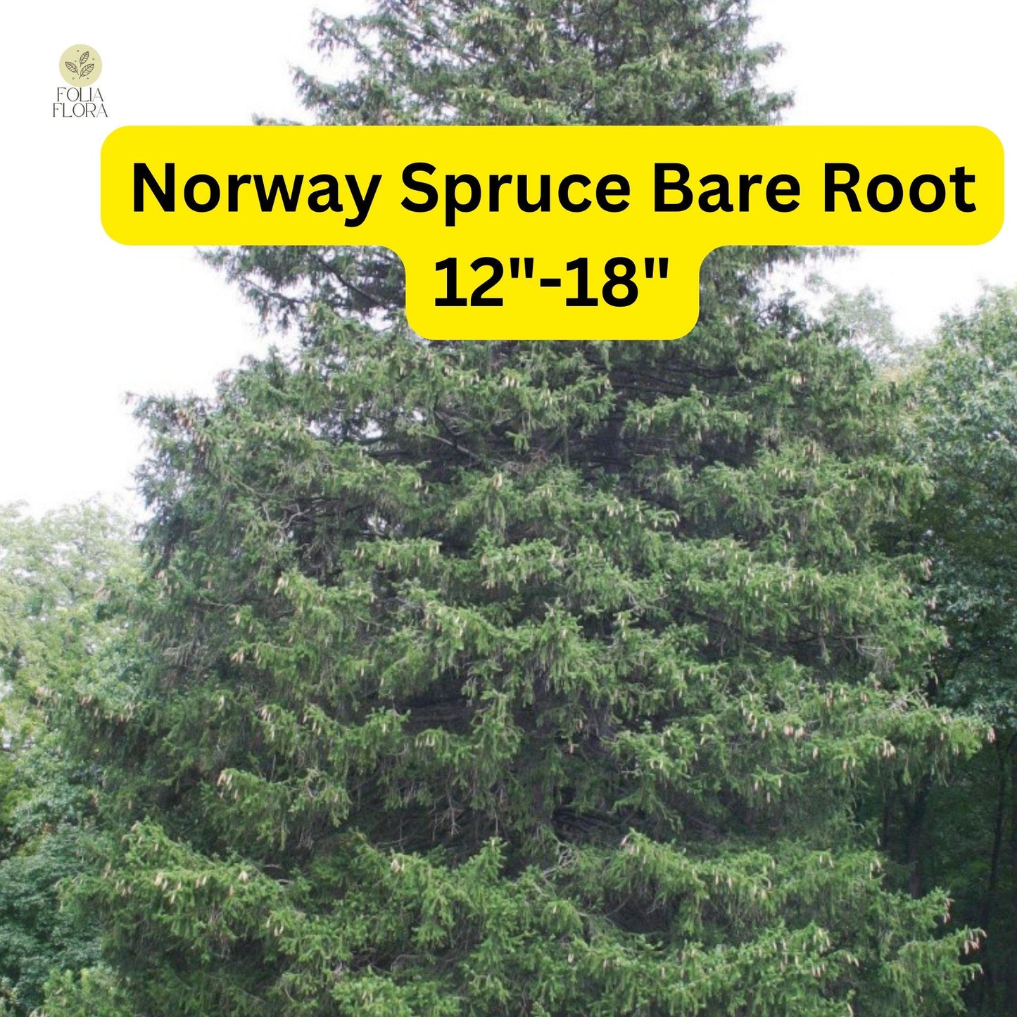 1 Live Bare Root Plant Norway Spruce Tree, Picea abies, 12"-18", Hardy Evergreen for Privacy & Landscaping