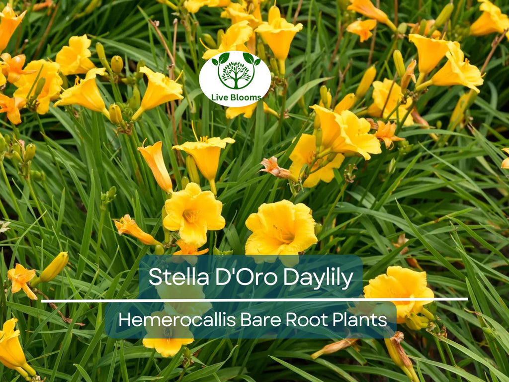 10 Stella D'Oro Daylily Bare Root Plants – Hemerocallis ‘Stella de Oro’ – Mini Border Lily, Hardy Perennial, Long Blooming Yellow