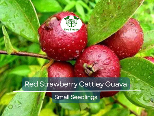 1 Cattley Strawberry Guava Psidium Cattleianum Seedlings 7"-12", Tropical Fruit, Edible Guava, Easy to Grow, Sweet & Delicious Fruit Plant