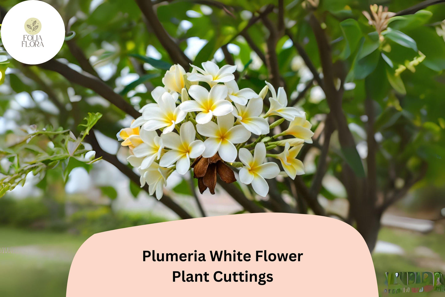 Plumeria White 3 Live 6” Cuttings | Frangipani Tropical Flowering Plant for Garden & Patio
