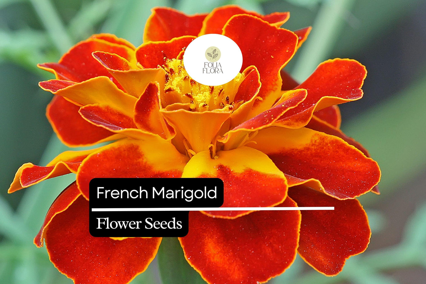 French Marigold Seeds (Tagetes patula) | 25 Seeds | Bright, Hardy Blooms for Gardens